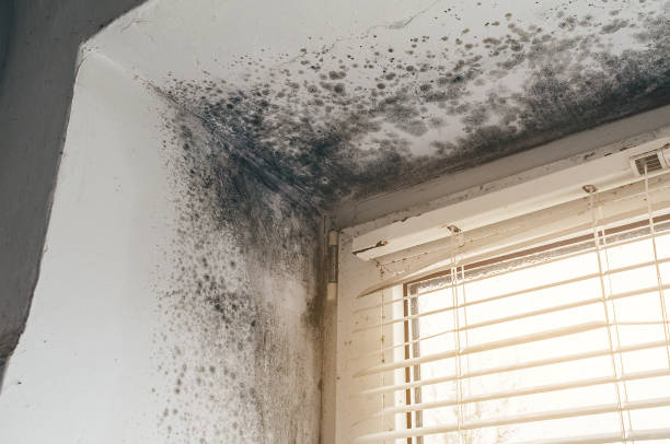 Affordable Mold Inspection And Testing solutions in Wenonah, NJ